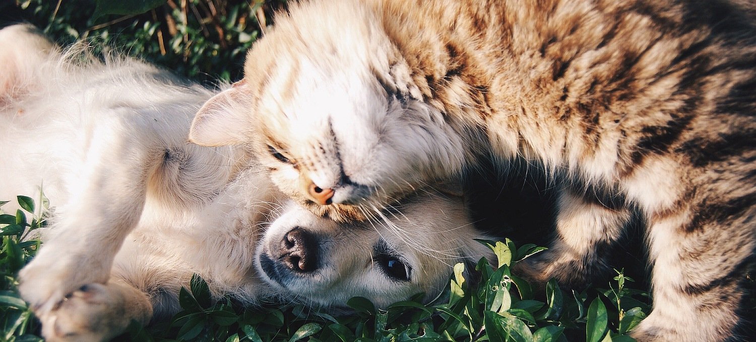 Online-Marketing? Wir machen das mit den Fähnchen 1 Online-Marketing? Wir machen das mit den Fähnchen